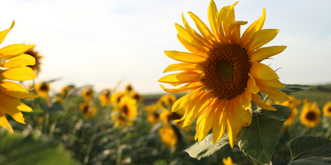 Zonnebloem