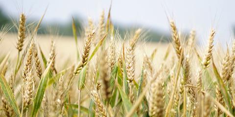 Producten