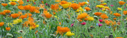 Meerjarig bloemenmengsel